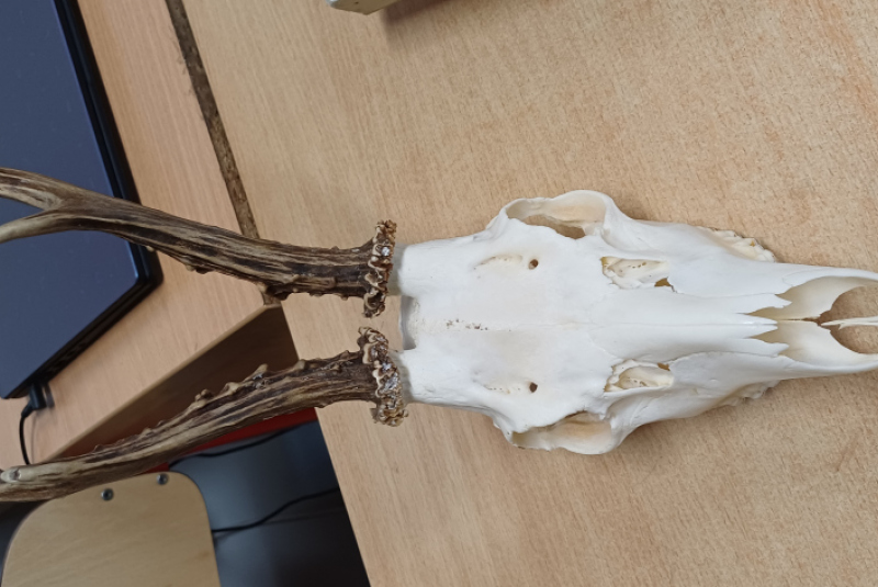 Beseda - Poľovníctvo