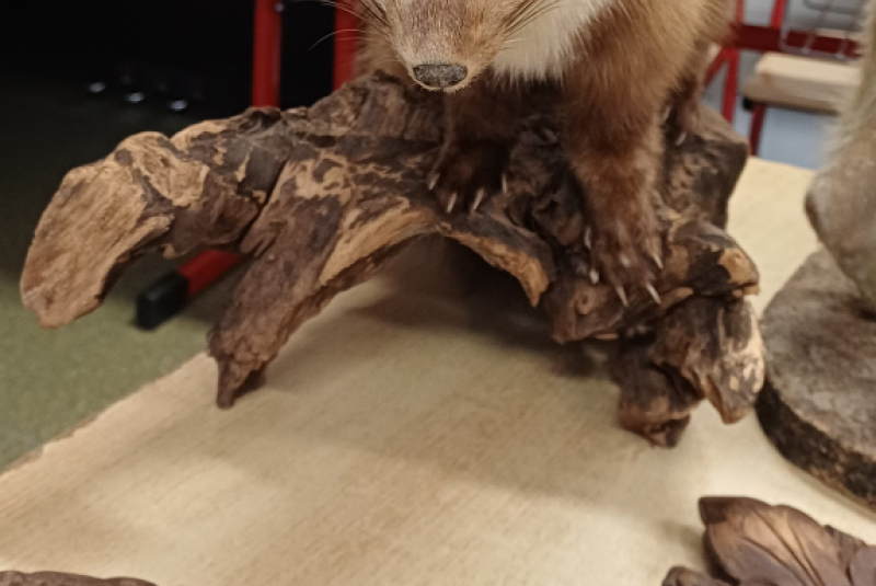 Beseda - Poľovníctvo