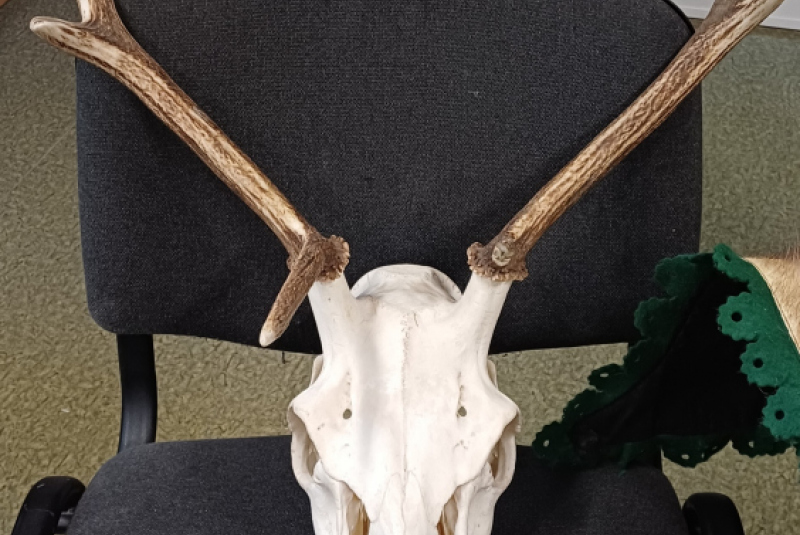 Beseda - Poľovníctvo