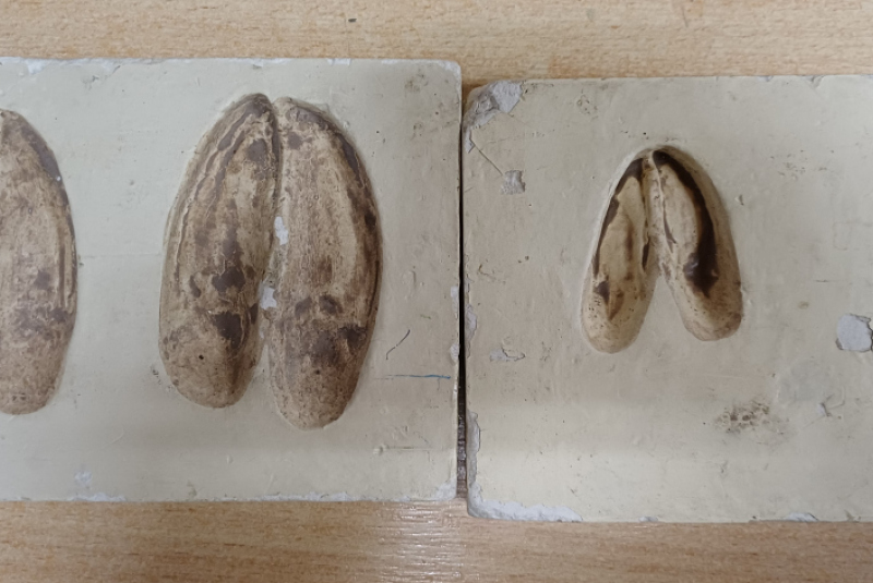 Beseda - Poľovníctvo