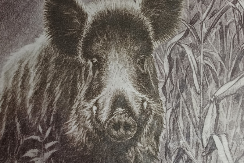 Beseda - Poľovníctvo